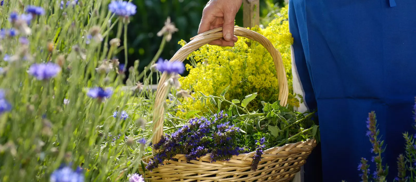 blumen-wiese-violett