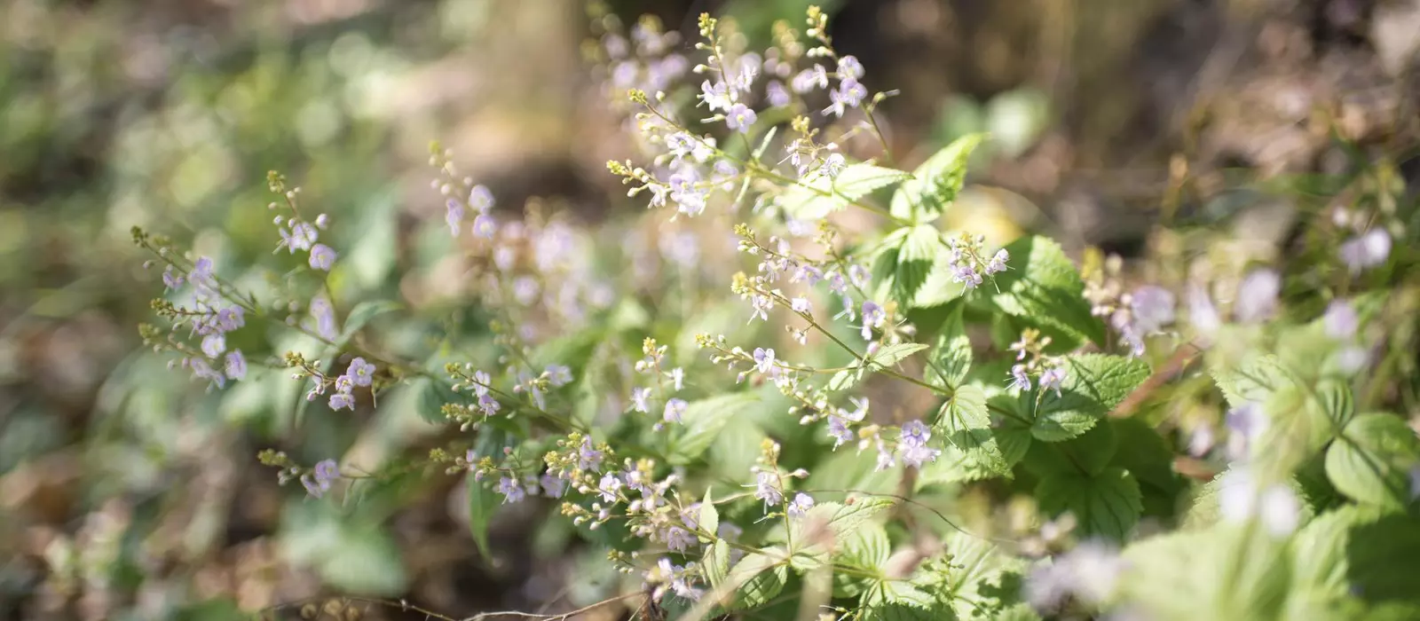 wald-blumen-natur